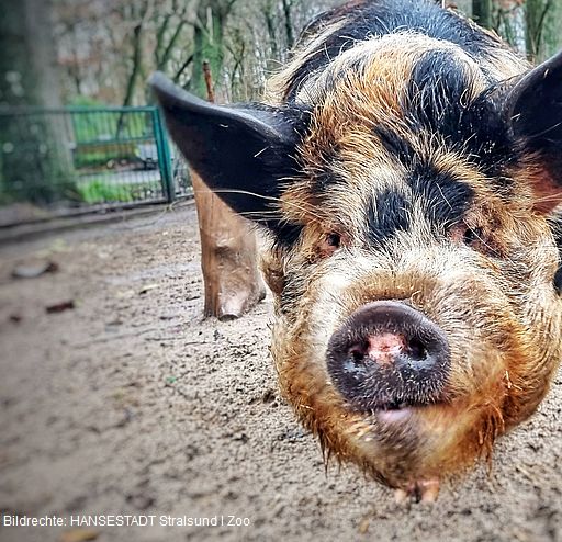 Neu im Bestand aufgenommen wurden 2023 die Kune Kune Schweine