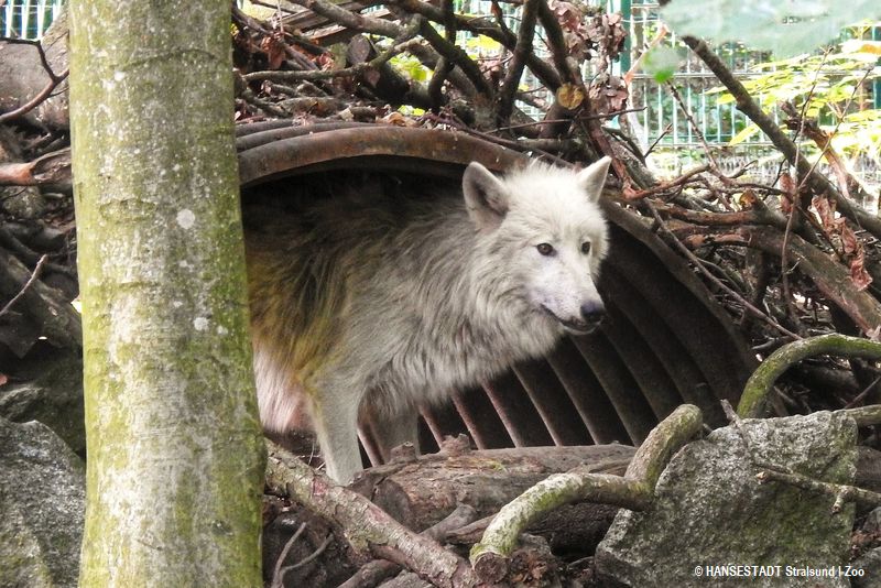 Einer der beiden neuen Polarwolfrüden erkundet das Gelände im Wolfsgehege.