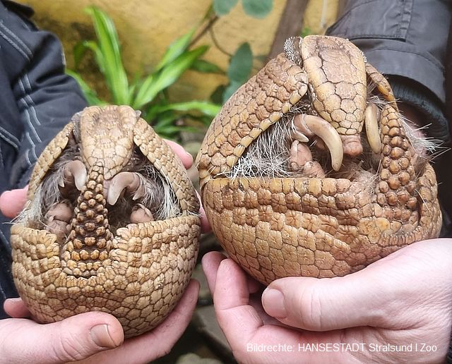 Zootier des Jahres 2025 - Kugelgürteltiere Sissy und Chico feiern am Strelasund Hochzeit - Zoo Stralsund hofft auf Nachwuchs Zootier des Jahres 2025 - Kugelgürteltiere Sissy und Chico feiern am Strelasund Hochzeit - Zoo Stralsund hofft auf Nachwuchs