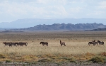 Przewalski-Pferde in der Großen Gobi; Foto: J. Wunderlich/ Michael Succow Stiftung